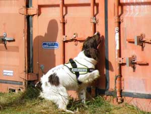 Detection Dogs